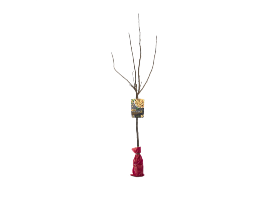 Porzeczka biała na pniu w balocie wys. 70-80 cm