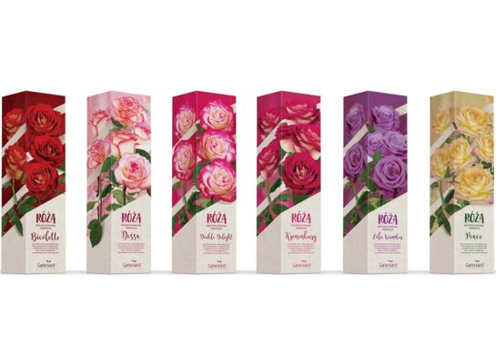 Róża wielkokwiatowa Kronenburg czerwono-żółta balot