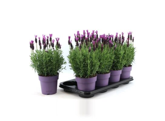 Lawenda francuska 35 cm doniczka 14 cm