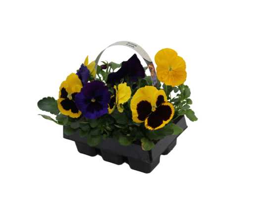 Bratek wielkokwiatowy mix 6-pak 15 cm doniczka 6 cm