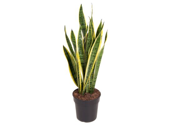 Sanseveria Laurenti wys. 80 cm don. 21 cm