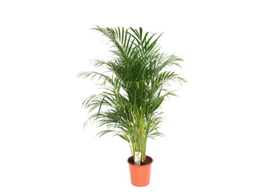 Palma Areka wys. 130 cm don. 24 cm