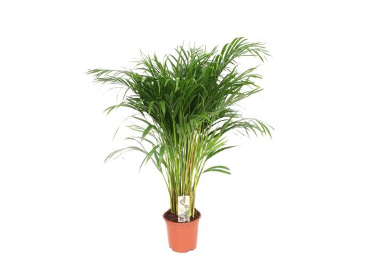 Palma Areka wys. 100 cm don. 21 cm