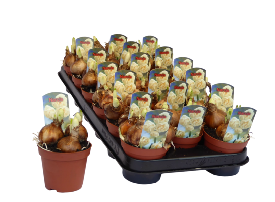 Narcyz mix 15 cm doniczka 9 cm