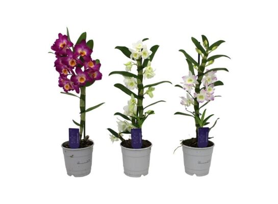Dendrobium mix wys. 40 cm don. 12 cm