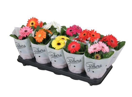 Gerbera mix wys. 23 cm don. 12 cm