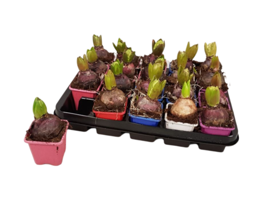 Hiacynt mix 15 cm doniczka 7 cm