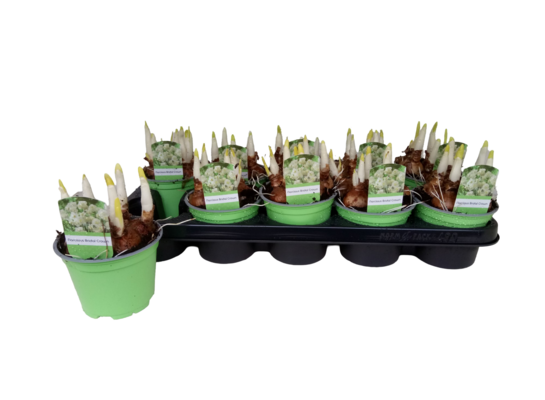 Narcyz 15 cm doniczka 12 cm