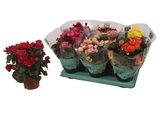 Begonia mix wys. 30 cm don. 14 cm