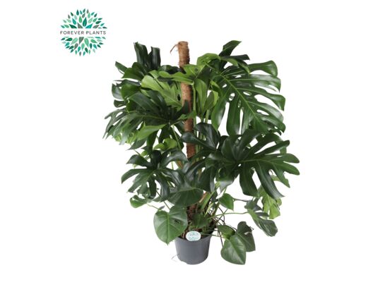 Monstera Deliciosa MOSSTOK 150 cm doniczka 35 cm