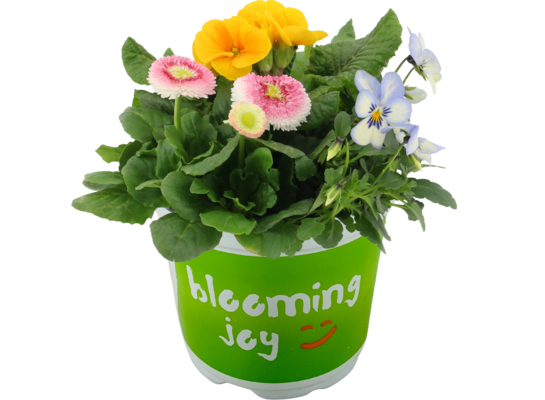 Bratek Trio Collection 20 cm doniczka 12 cm