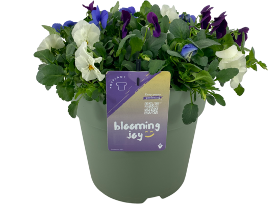 Bratek Coolwave mix 40 cm doniczka 27 cm