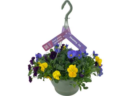 Bratek drobnokwiatowy mix 30 cm wisząca doniczka 21 cm