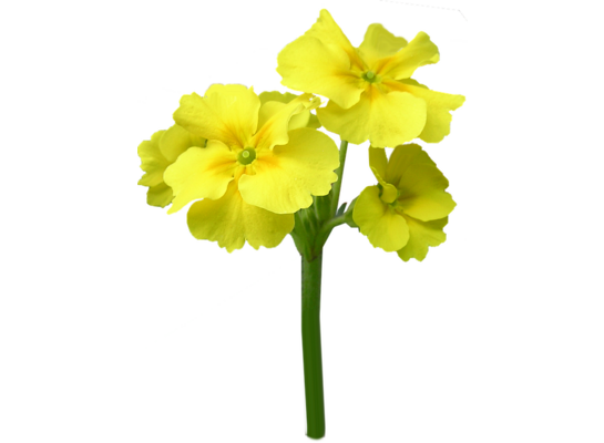 Pierwiosnek kubkowaty 15 cm doniczka 12 cm