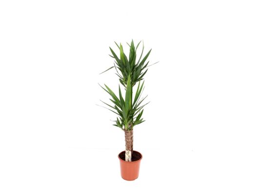 Yucca wys. 150 cm don. 24 cm