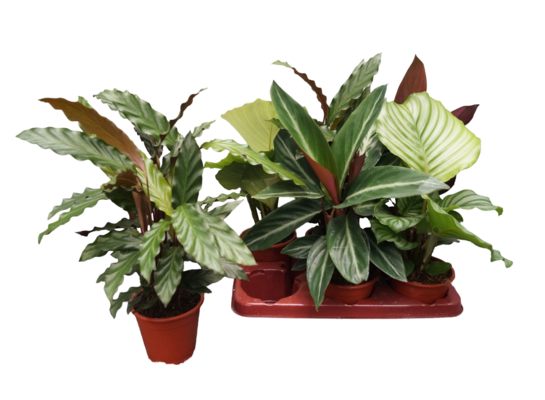 Calathea mix 40 cm doniczka 12 cm