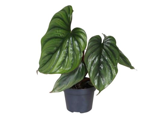 Philodendron Colombia 30 cm doniczka 12 cm