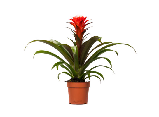 Guzmania Hope 40 cm doniczka 12 cm