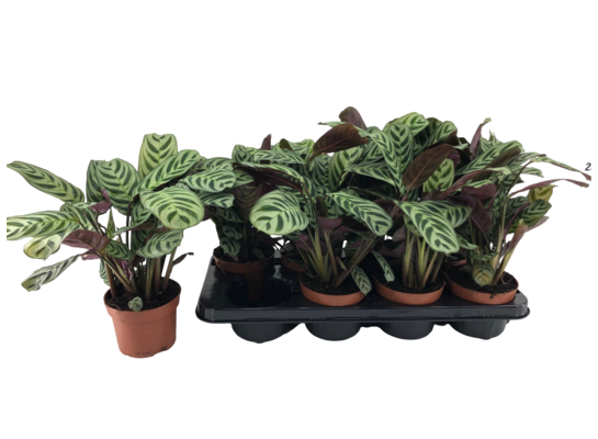 Ctenanthe 30 cm doniczka 12 cm