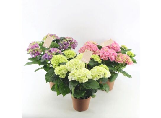 Hortensja mix 35 cm doniczka 14 cm