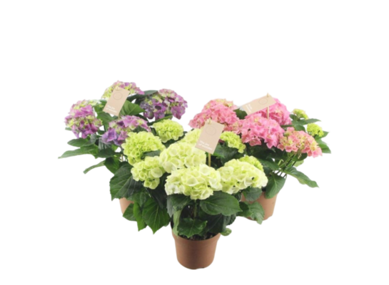 Hortensja mix 35 cm doniczka 14 cm