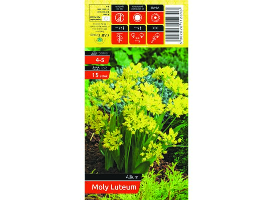 Czosnek złocisty Moly Luteum rozmiar 4-5 15 sztuk