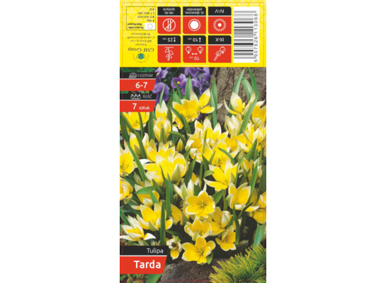 Tulipan Tarda żółty rozmiar 6-7 7 sztuk