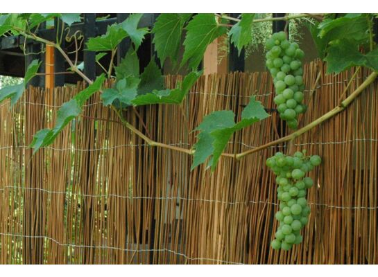 Osłona ogrodzeniowa Fern 100 x 300 cm