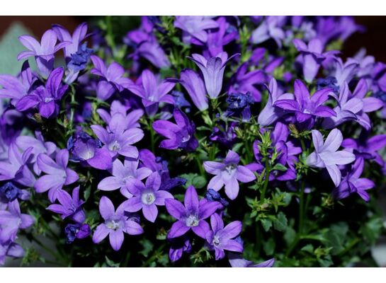 Dzwonek 15 cm doniczka 12 cm