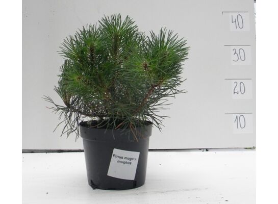 Sosna górska 20-25 cm 2 l