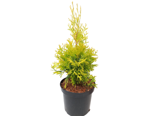 Żywotnik mix C2 15 - 40 cm