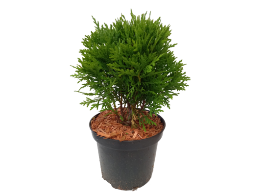 Żywotnik zachodni Danica C2 15 - 20 cm