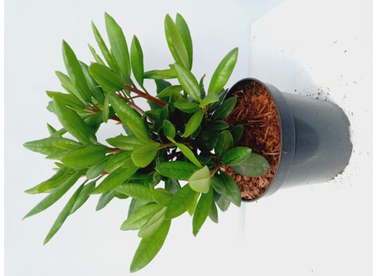 Różanecznik mix C3 doniczka 19 cm