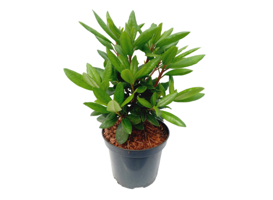 Różanecznik mix C3 doniczka 19 cm wys. 40-60 cm