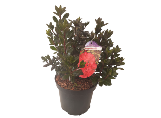 Azalia japońska C2 doniczka 17 cm