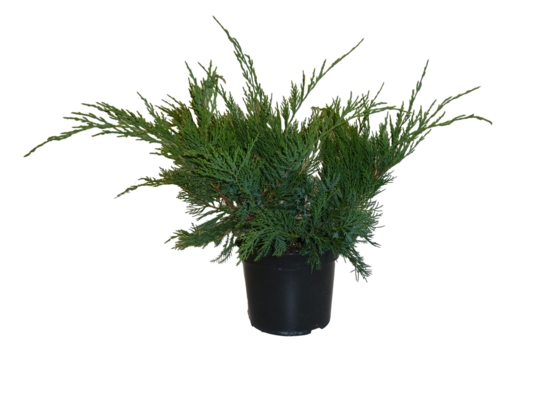 Iglaki mix doniczka 9 cm