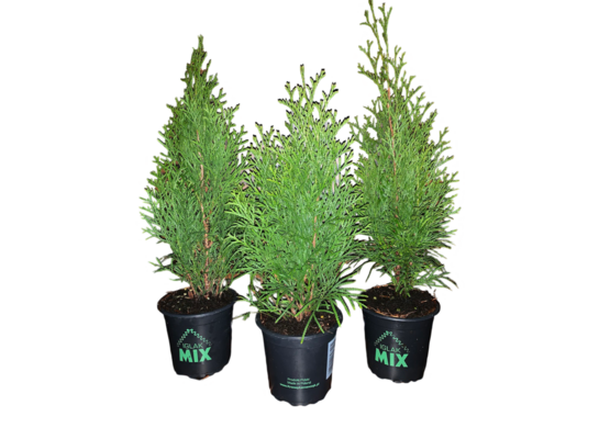 Żywotnik zachodni Szmaragd P9