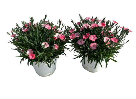 Goździk Peach Party 20 cm doniczka 14 cm