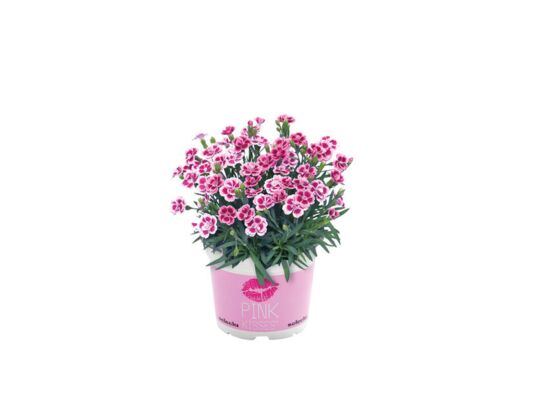 Goździk Pink Kisses 20 cm doniczka 14 cm