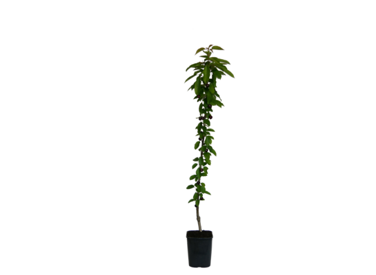 Czereśnia kolumnowa wys. 120-160 cm don. 20 cm