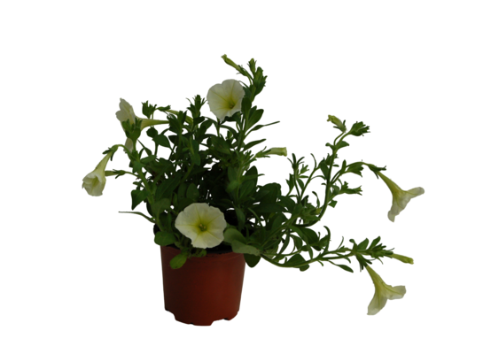 Surfinia wys. 25 cm doniczka 10,5 cm