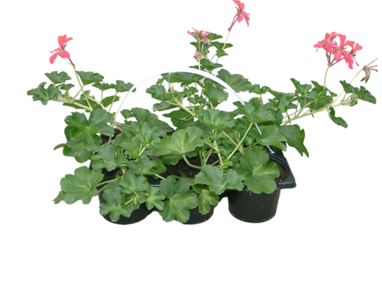 Pelargonia bluszczolistna 6-pak wys. 25 cm doniczka 9 cm
