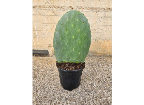 Opuncja figowa doniczka 17 cm