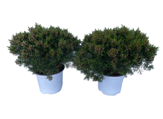 Woskówka doniczka 15 cm