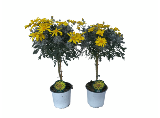 Euryops doniczka 15 cm na pniu