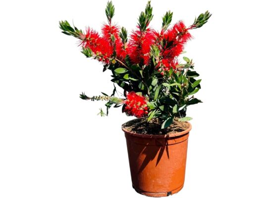 Kuflik doniczka 20 cm