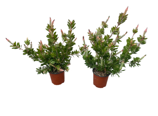 Kuflik Callistemon Bush doniczka 17 cm