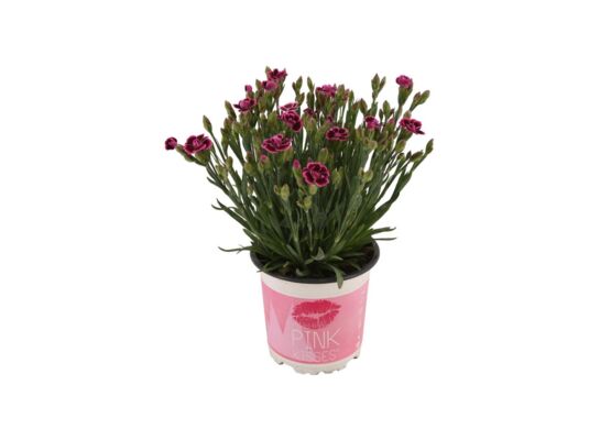 Goździk Pink Kisses 25 cm doniczka 11 cm