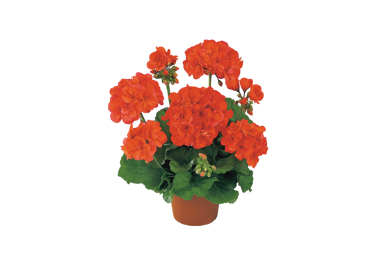 Pelargonia rabatowa XL wys. 25 cm doniczka 10,5 cm