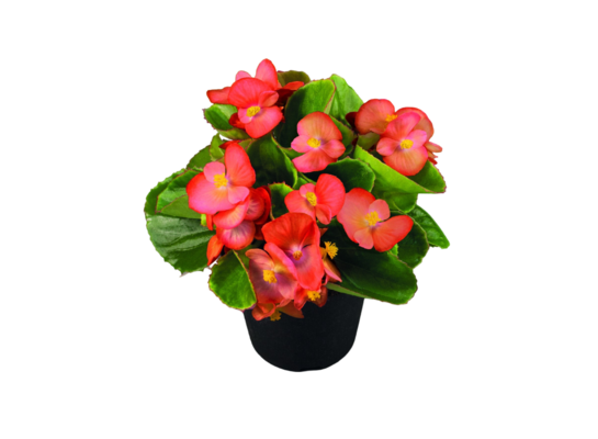 Begonia semperflorens wys. 25 cm doniczka 10,5 cm